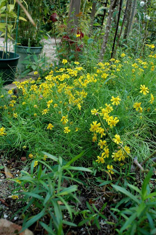 女房のガーデニング 山里の暮らし