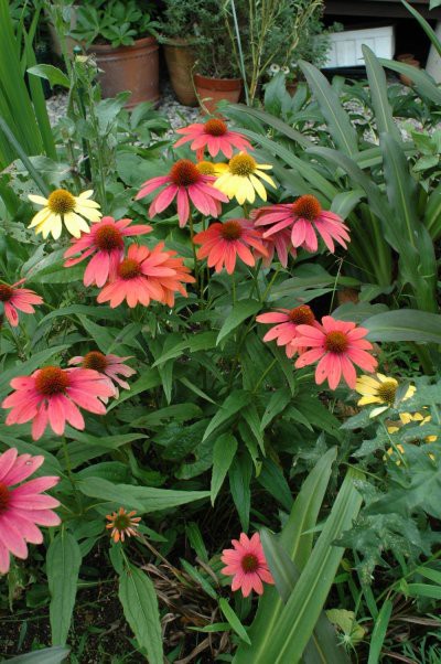 美しいエキナセアの咲く風景 山里の暮らし 美しいエキナセアの咲く風景 山里の暮らし