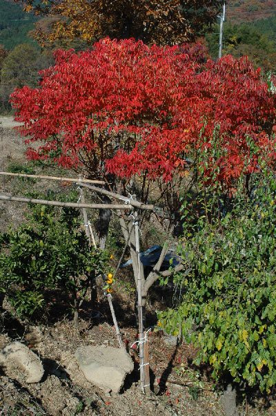 里山に映えるハゼの紅葉 山里の暮らし