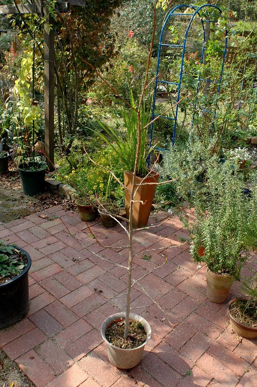 ガーデニング10 29 金 山里の暮らし