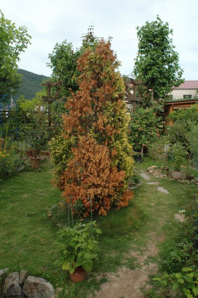 芝生の除草剤が怪しい 山里の暮らし