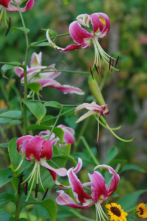 鹿子ユリという名の花 山里の暮らし