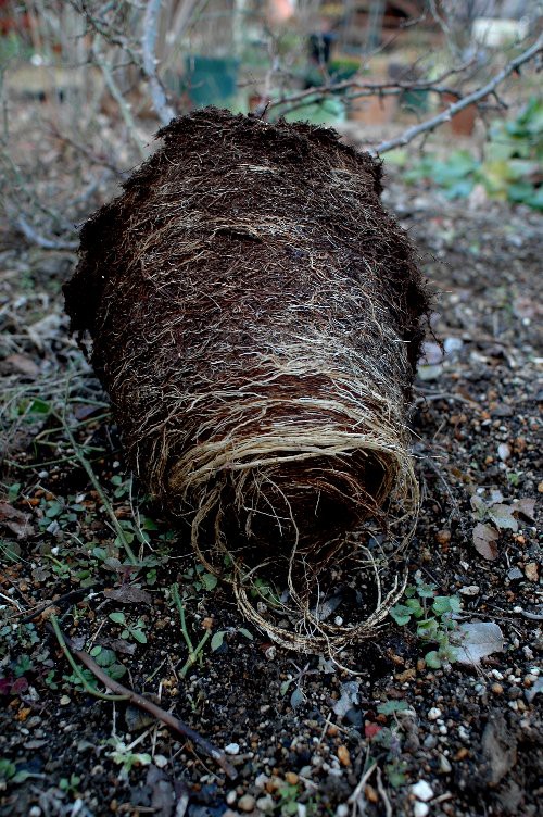 淡雪というバラ 山里の暮らし