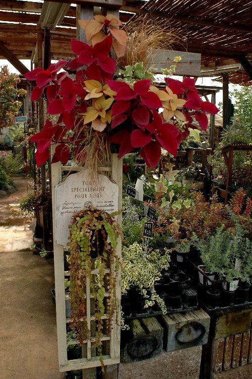 園芸店で見た寄せ植えの数々とディスプレイ 山里の暮らし