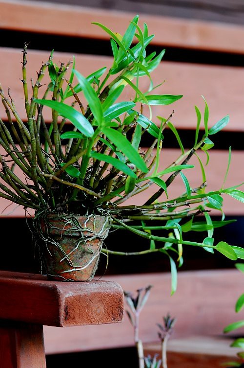 和性の蘭を植え替える 山里の暮らし