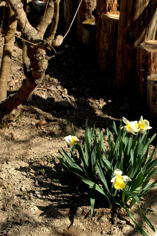 水仙の咲く庭にナルキッソスの神話 山里の暮らし