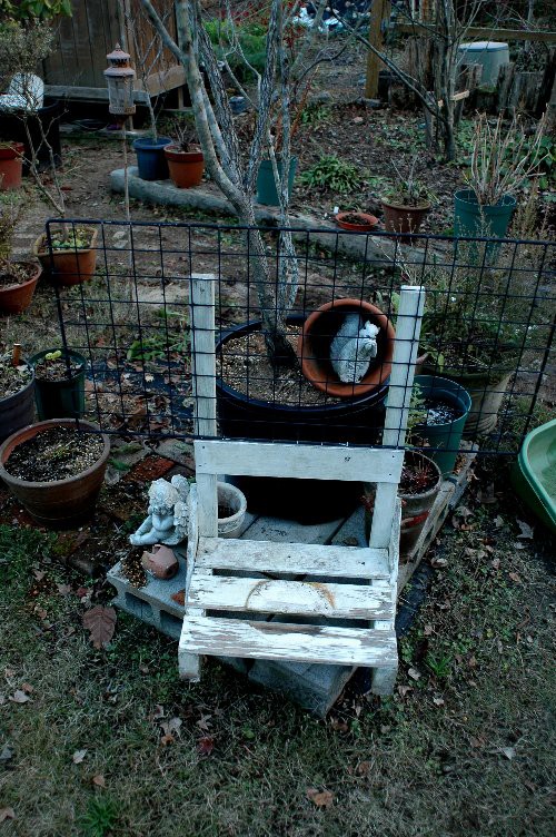 淡雪というバラ 山里の暮らし