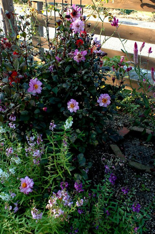 ガイラルディアの咲くガーデンと大根のその後 山里の暮らし