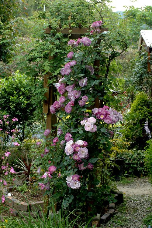 ツルバラ誘引 ブルーフォーユー 山里の暮らし