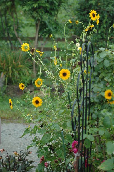 八月の庭 山里の暮らし