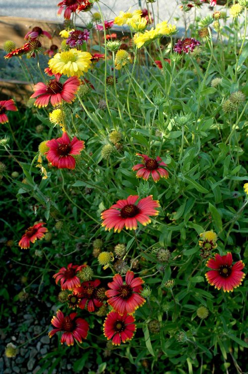 ガイラルディアの咲くガーデンと大根のその後 山里の暮らし