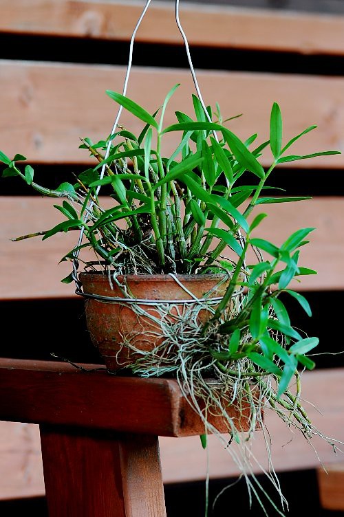 和性の蘭を植え替える 山里の暮らし