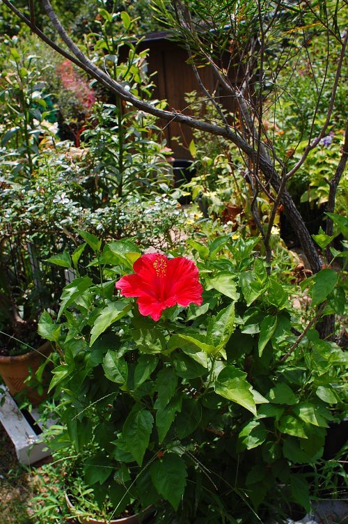 枯れかけた夏を代表する花 山里の暮らし