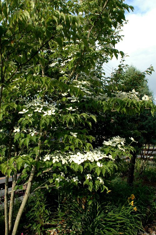 ヤマボウシの赤い実 山里の暮らし