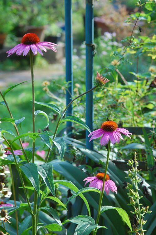 暑い季節が似合うエキナセア 山里の暮らし