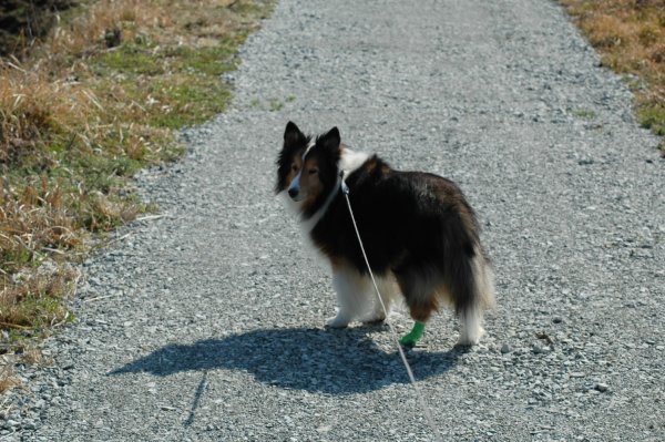 連載 犬との生活が始まった記録 ５ 山里の暮らし