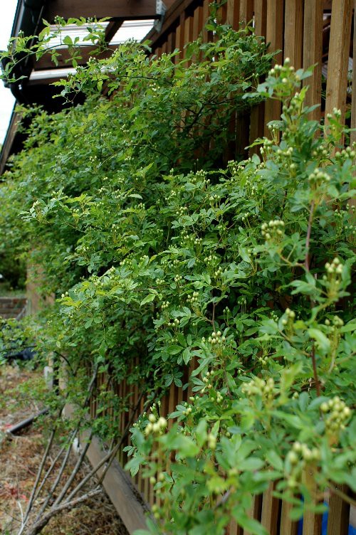 開花を待つツルバラのいろいろ 山里の暮らし