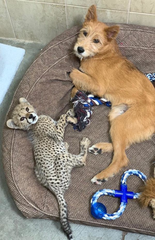 チーターの子クリスと犬のレムスの友情 動画 シンシナティ動物園オハイオ州 猫よっといで 動物みんなよっといで Come On Catsandanimals