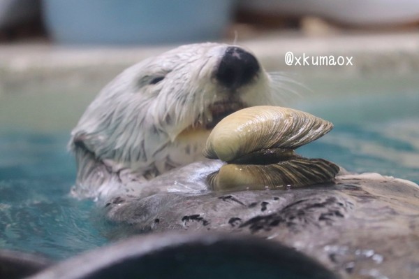 パイロンを振り回すラッコのメイちゃん 鳥羽水族館 動画 猫よっといで 動物みんなよっといで Come On Catsandanimals