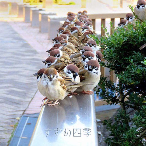 画像 冬のスズメ 太っててめっちゃカワイイｗｗｗｗｗｗ バズミーム速報