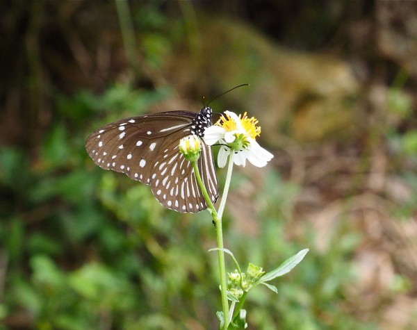 沖縄・八重山の旅 蝶編(1) ツマムラサキマダラ : 今日の一枚 しばたの