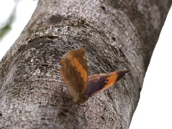 コノハチョウ 南国の蝶 : 今日の一枚 しばたのブログ