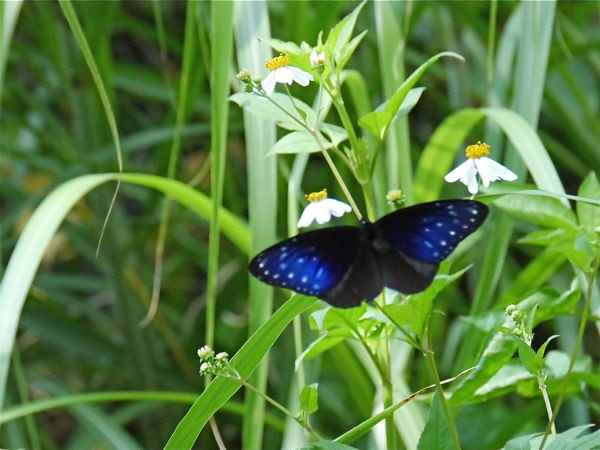 ツマムラサキマダラ 南国の蝶 今日の一枚 しばたのブログ