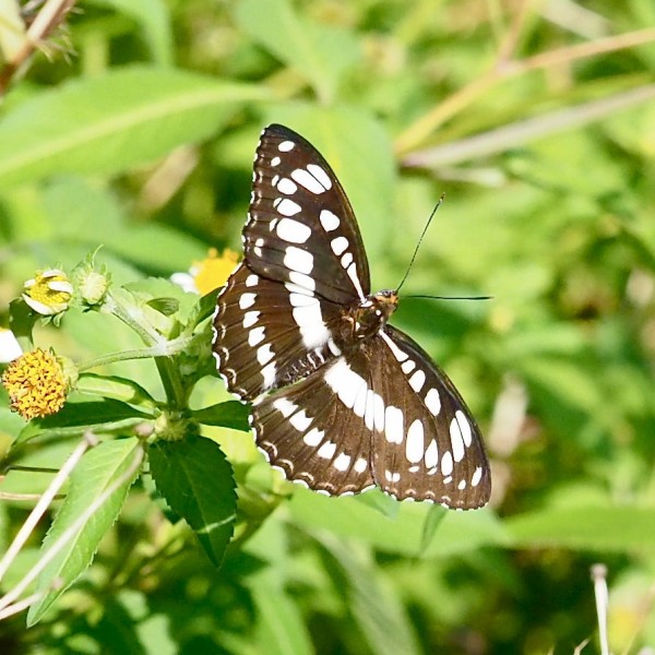 ヤエヤマイチモンジ(♀) 八重山で初遭遇の蝶(10-2) : 今日の一枚