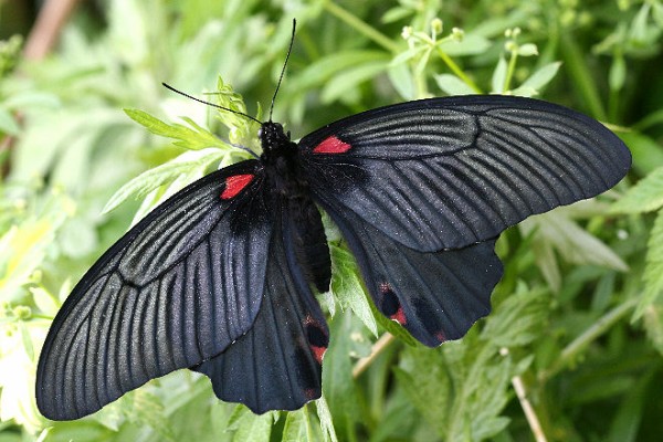 アオスジアゲハ（1オス・インドネシア産）