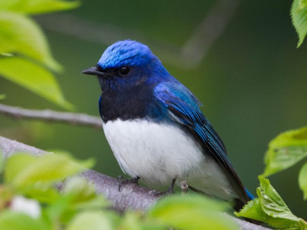 オオルリ 夏の渡り鳥