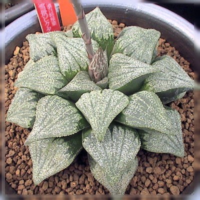 ハオルチア・巨大化計画進行中！ ～ピクタ編～ : カクタス・ニシの業務