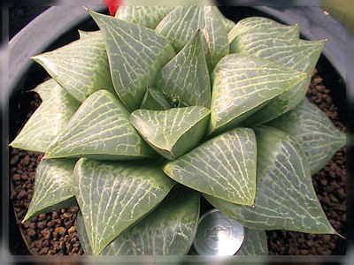 23AAA ハオルチア　多肉植物　南亜の星巨大化　自家繁殖 速報カタログ No.5 7/6更新 | カクタス・ニシオンライン