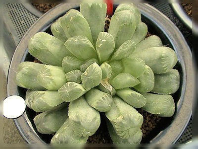 4N ハオルチア　多肉植物　アイスダイヤ錦巨大化　自家繁殖 4N ハオルチア 多肉植物 アイスダイヤ錦巨大化 自家繁殖 4N ハオルチア