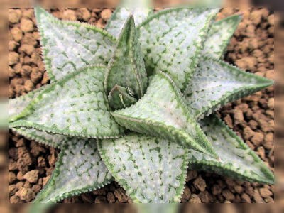 銘品紹介 : カクタス・ニシの業務日誌Vol.2