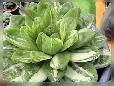 ハオルチア 三仙寿錦　極上斑（親株） 多肉植物 ハオルチア 三仙寿錦 - メルカリ