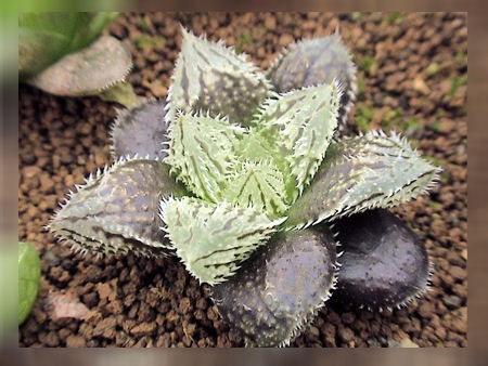 11.交配種実生 多肉植物 ハオルチア サボテン 『妖精の森』親苗