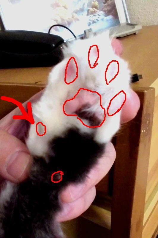 肉球クイズ ボルゾイな生活