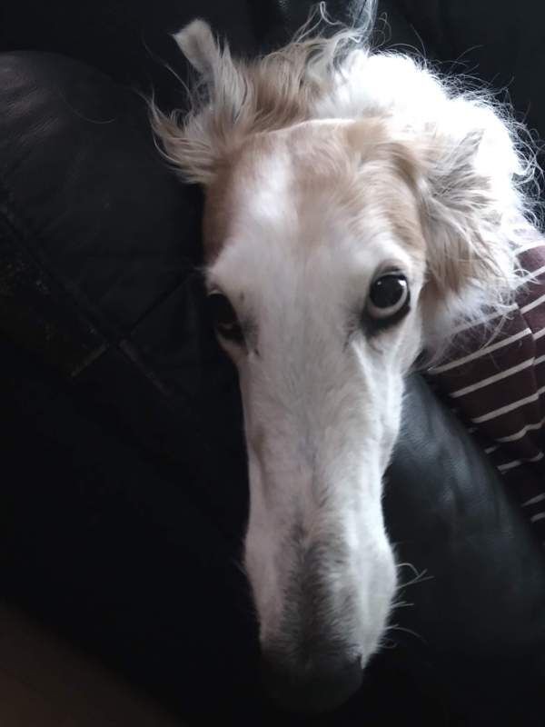 正露丸で征露 ボルゾイな生活