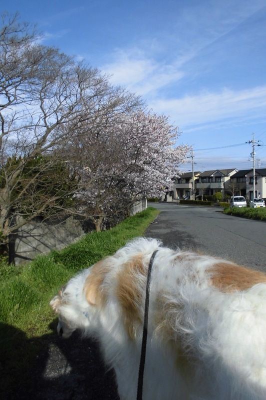 海蔵川桜祭り ボルゾイな生活