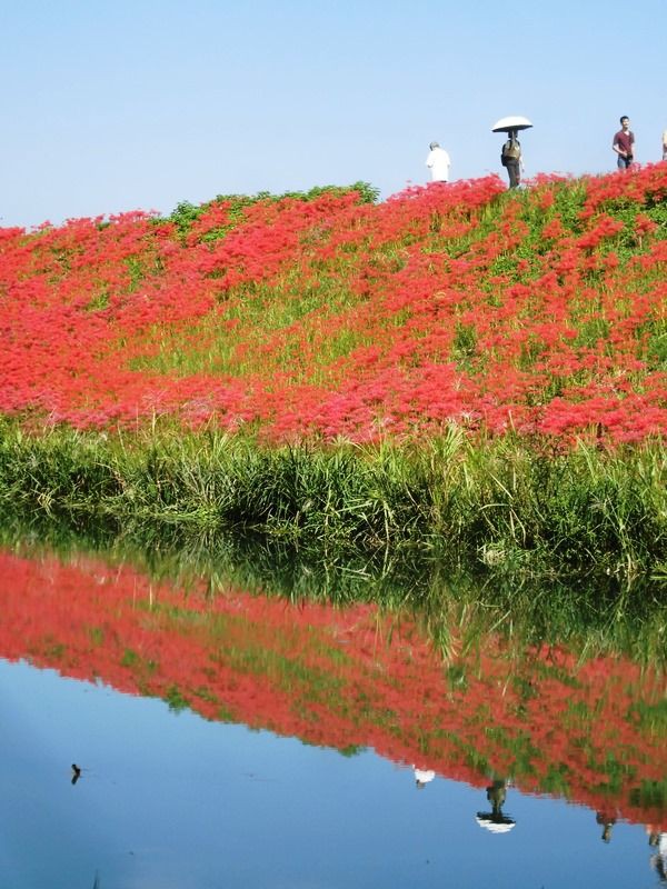 秋のぼるる開始 津屋川の彼岸花 ボルゾイな生活