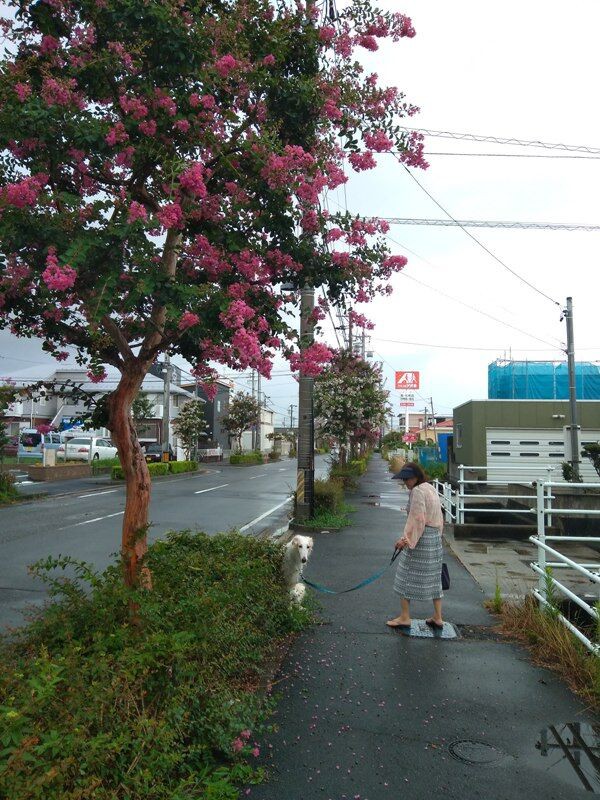 くうちゃんの残りの水は砂漠で遭難しても飲みたくない ボルゾイな生活