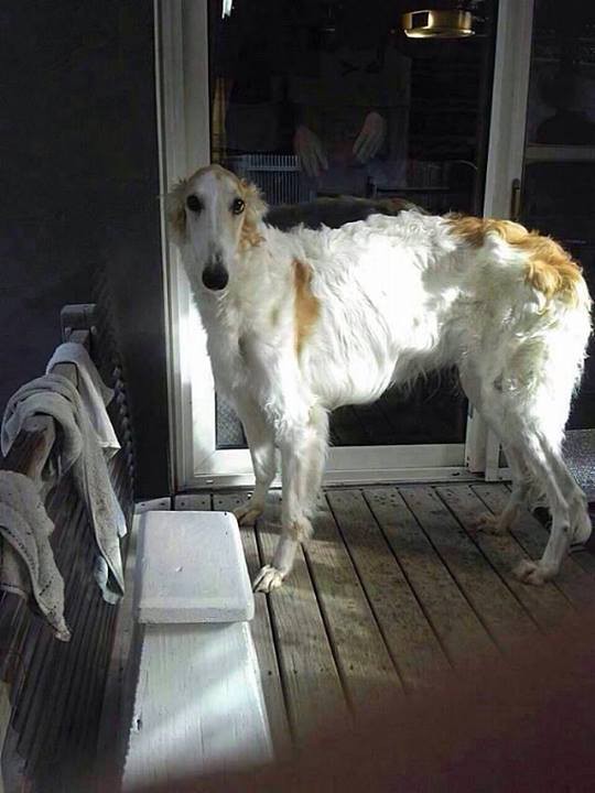 正露丸で征露 ボルゾイな生活