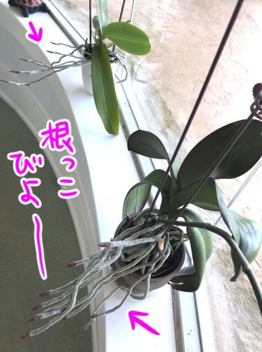 いただき物のあの花どうしてる 胡蝶蘭 蓼食う虫もテキサス Powered By ライブドアブログ いただき物のあの花どうしてる 胡蝶蘭 蓼食う虫もテキサス Powered By ライブドアブログ