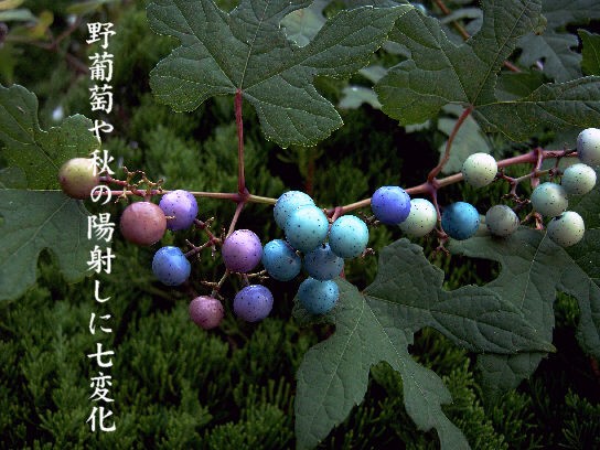 10１ ノブドウ ムラサキシキブ Callmexのblog