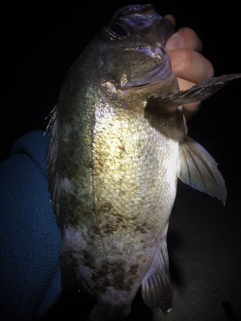 強烈スネコン５０s おさかな釣る釣り 遊撃遊釣手編