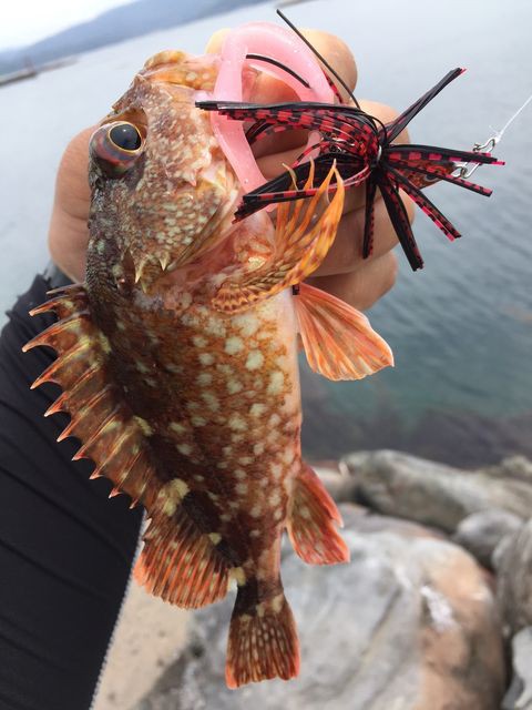 ハタは咲いたかマゴチはまだかいな おさかな釣る釣り 遊撃遊釣手編