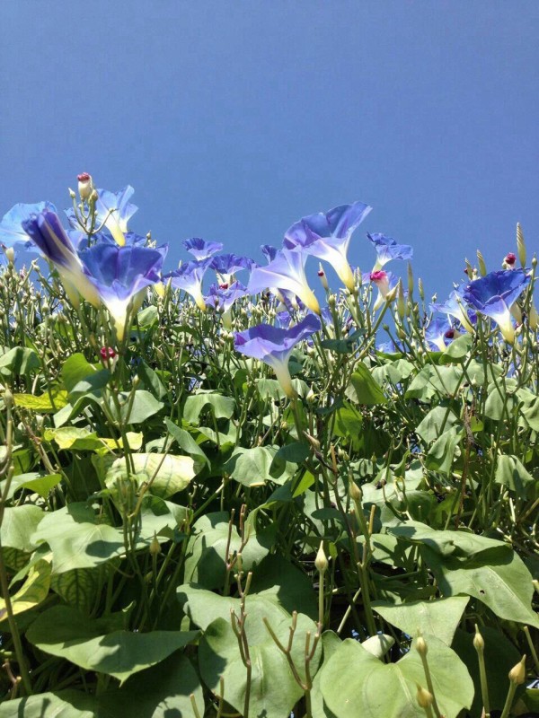 ８月２３日の誕生花 ソライロアサガオの花言葉 愛着 カムとキクタンの大満足時代