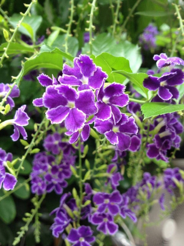 10月1日の誕生花 デュランタの花言葉 あなたを見守る カムとキクタンの大満足時代 10月1日の誕生花 デュランタの花言葉 あなたを見守る カムとキクタンの大満足時代