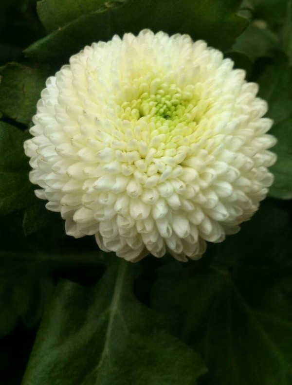 11月3日の誕生花ピンポン菊 キクの花言葉 生命力 カムとキクタンの大満足時代 11月3日の誕生花ピンポン菊 キクの花言葉 生命力 カムとキクタンの大満足時代