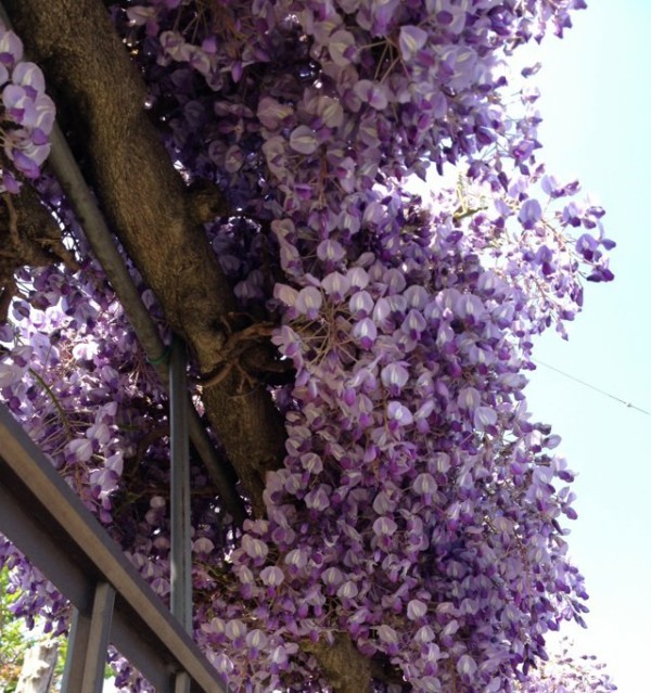 5月4日の誕生花 フジの花言葉 歓迎 カムとキクタンの大満足時代